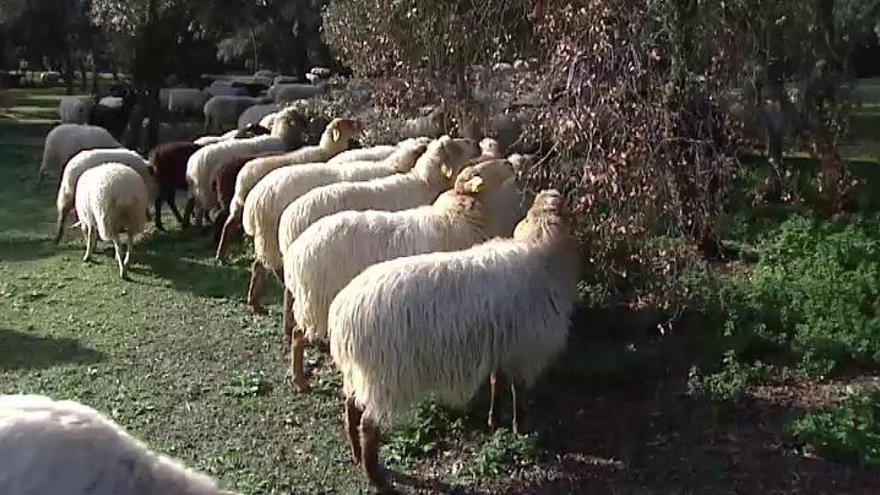 El 'Rebaño por el Clima': 300 ovejas limpiarán la Casa de Campo de Madrid