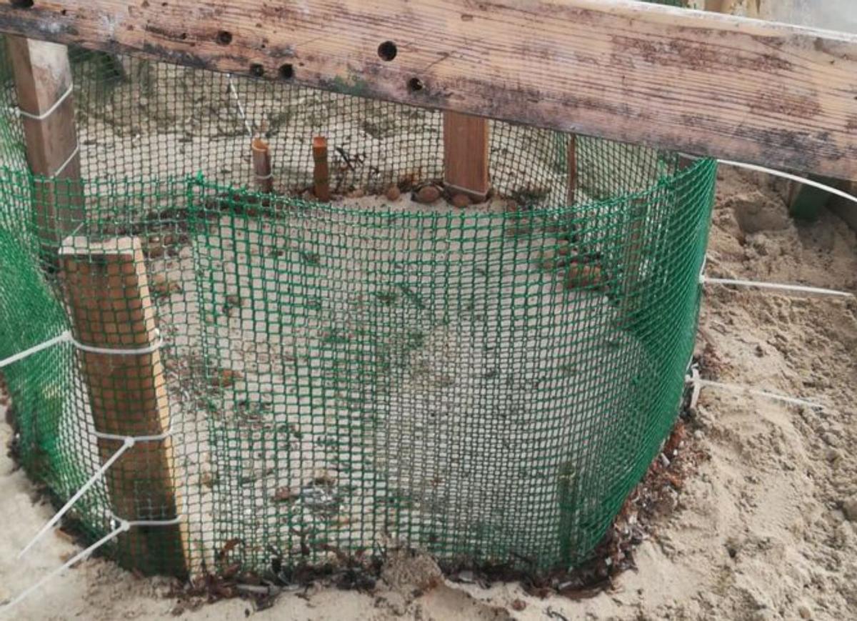 La lucha para evitar que el temporal acabe con el nido de tortugas
