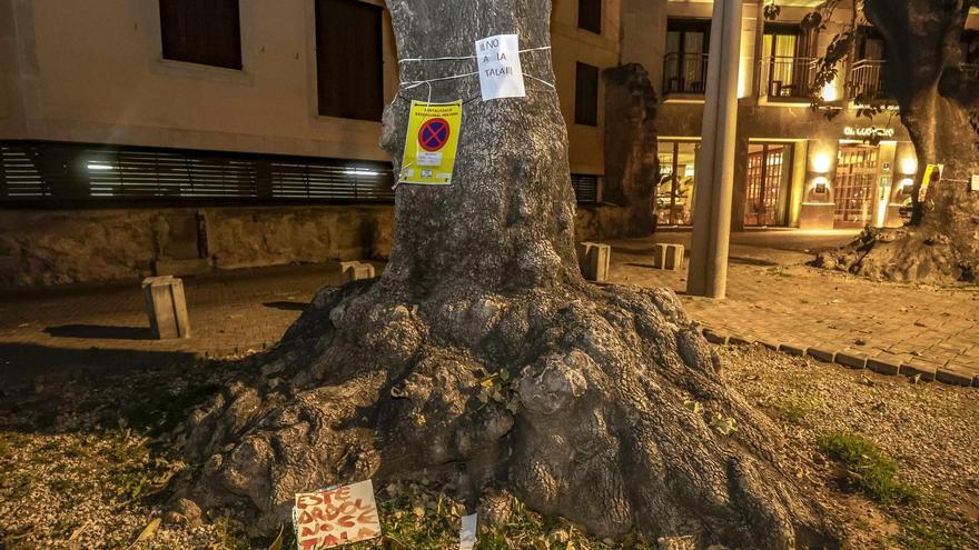 Nach Protest von Anwohnern auf Mallorca: Fünf Bäume auf der Stadtmauer von Palma vor Abholzung gerettet