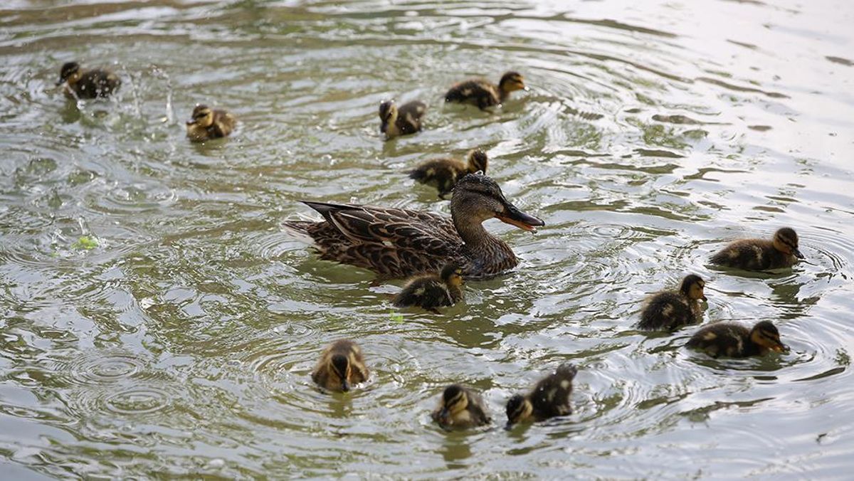 Familia de patos que pronto expropiarán del lago de los jardines del Baix Guinardó para construir la carpa del mercado de la Estrella
