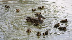 Familia de patos que pronto expropiarán del lago de los jardines del Baix Guinardó para construir la carpa del mercado de la Estrella
