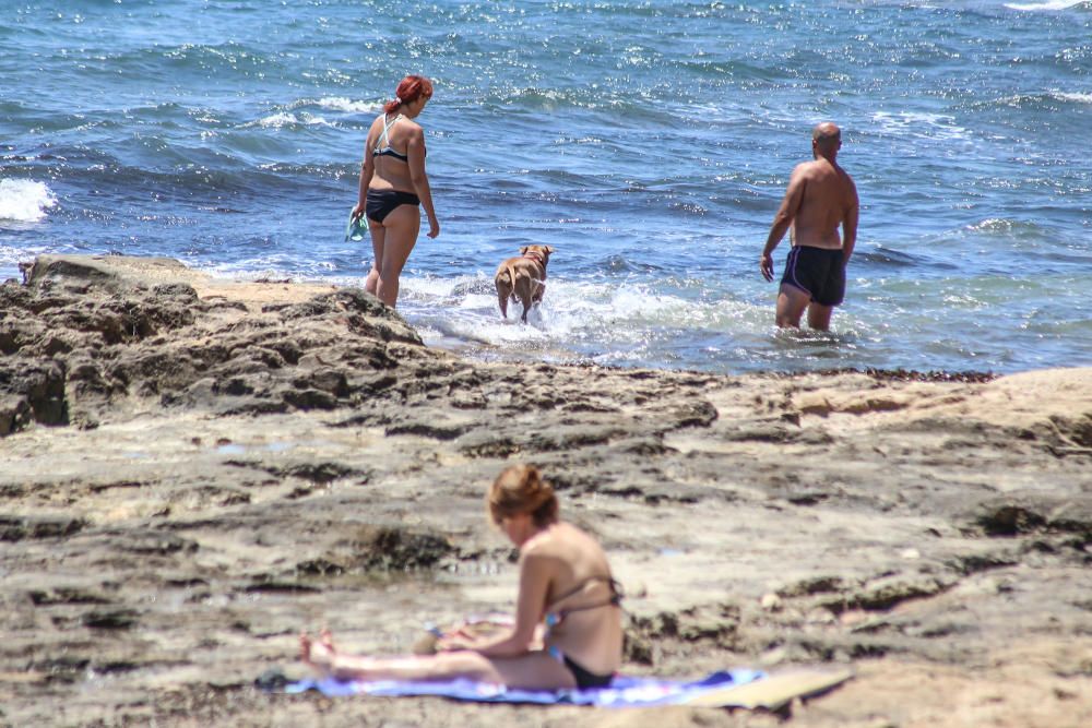 Los bañistas están acudiendo con perros a Punta Margalla y Cala del Moro, las dos playas autorizadas para perros, sin que el Ayuntamiento las haya señalizado todavía.