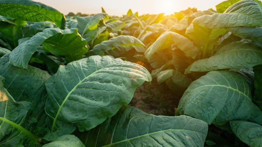 Familias, pimentón y tabaco: raíces contra la despoblación en el norte extremeño