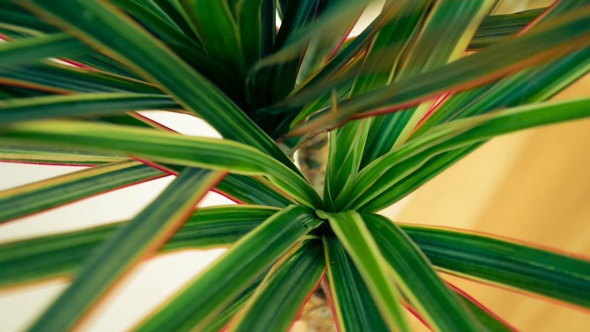 Dracaena marginata: la planta más exótica y fácil de cuidar en casa.