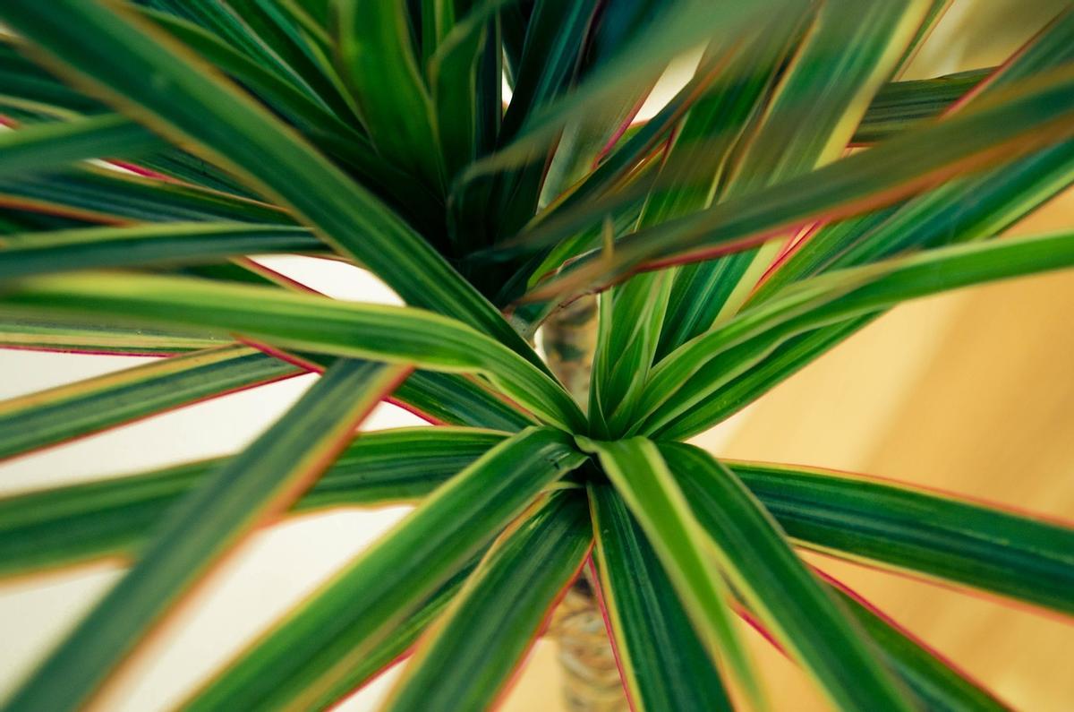Dracaena marginata: la planta más exótica y fácil de cuidar en casa.