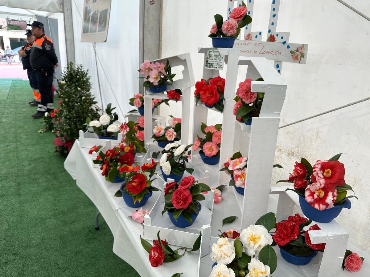 En imágenes: las camelias arrasan en Luarca