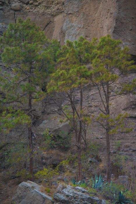 Barranco Guiniguada, en Las Palmas de Gran Canaria