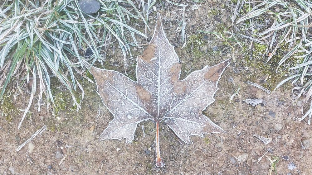 Cardona. Les temperatures baixes de la nit han posat gel sobre la fulla