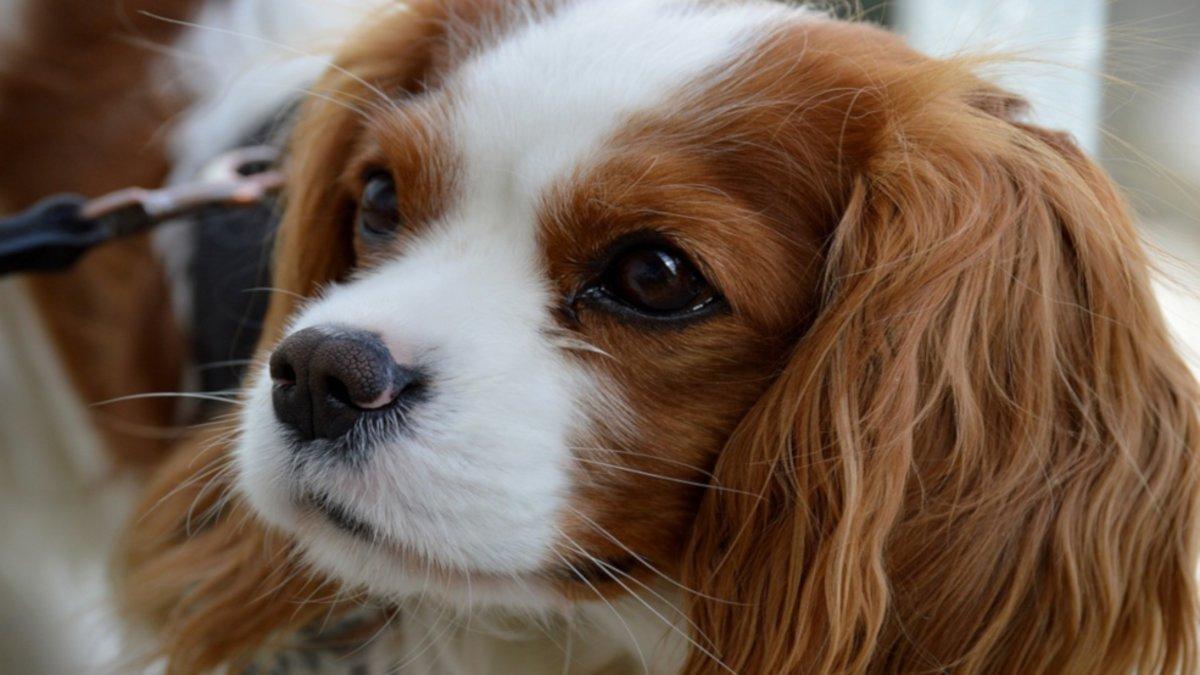 Descubren por qué la mirada de los perros es tan tierna