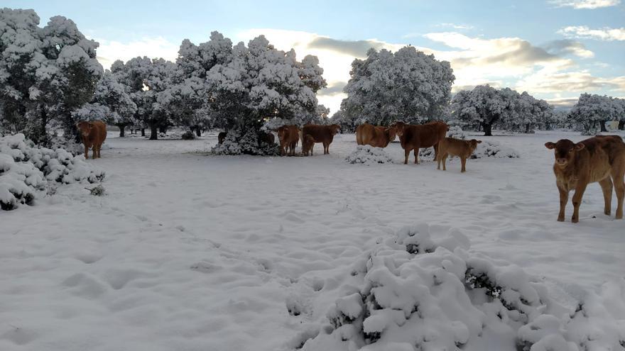 Tráfico avisa de que las nevadas de los próximos días afectarán a Zamora