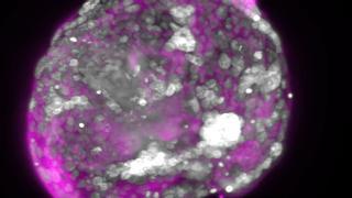 La ciencia avanza en la creación de embriones sintéticos: ¿dónde están los límites?