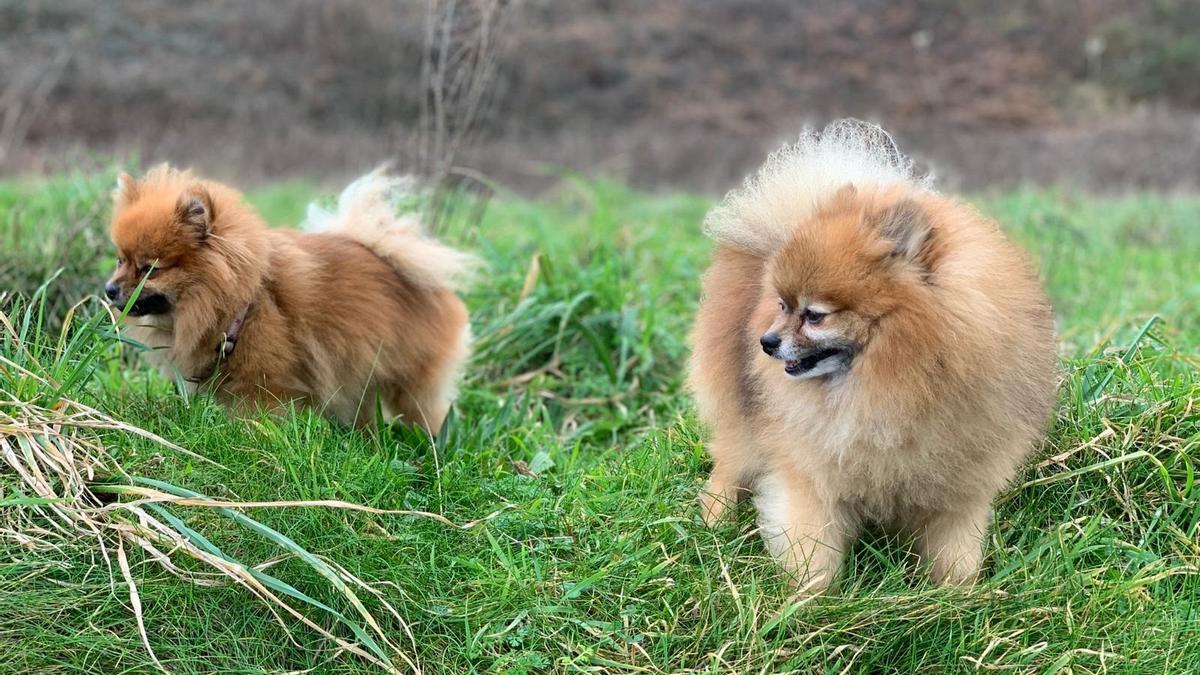 Perros de raza pomerania.