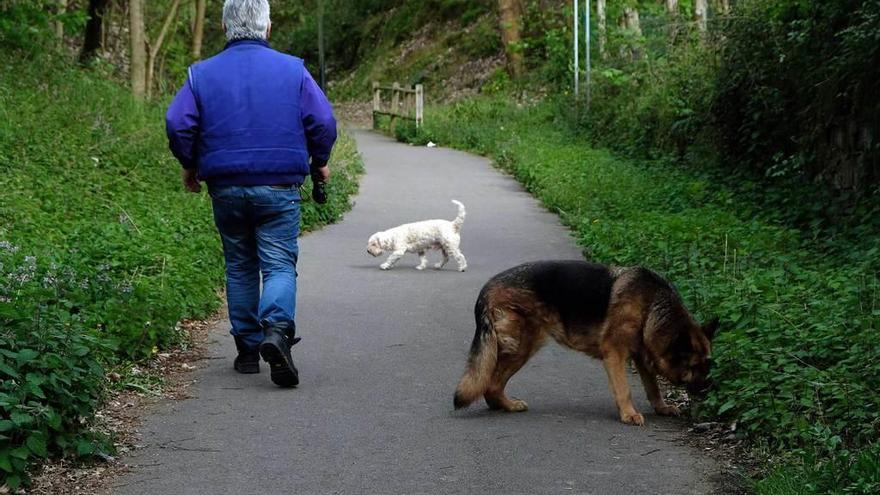 Dos perros sueltos, ayer, en la senda de Rioturbio.