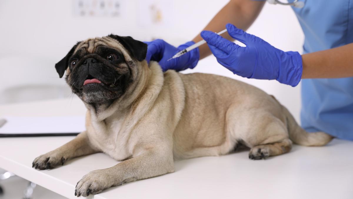 Veterinario visita a perro pug