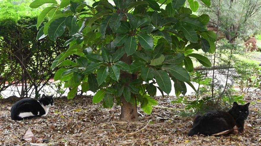 Vecinos pagan la esterilización de gatos callejeros para evitar colonias masificadas