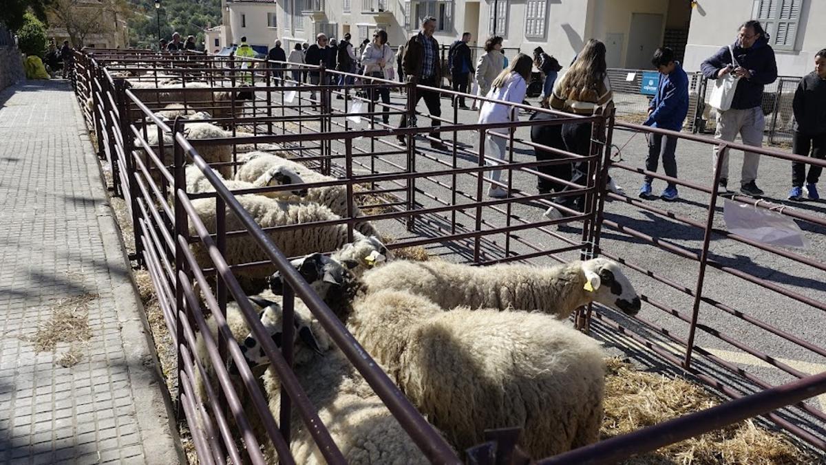 Las muestras de animales siempre son un buen reclamo.