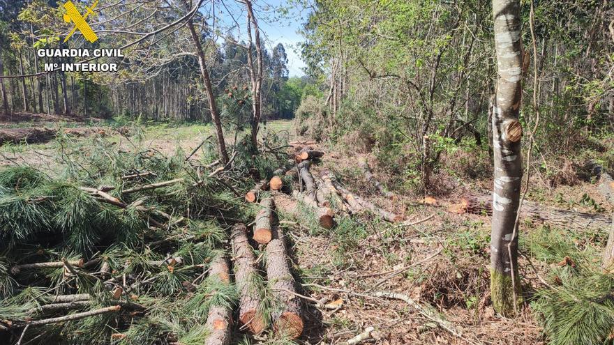 Tres investigados por estafa y hurto en talas de madera en Oleiros
