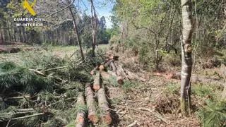 Tres investigados por estafa y hurto en talas de madera en Oleiros