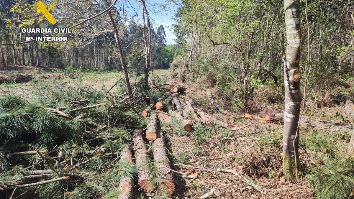 Tres investigados por estafa y hurto en talas de madera en Oleiros