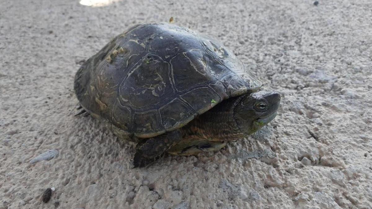 Capturan dos galápagos leprosos aguas abajo de la depuradora de Almassora