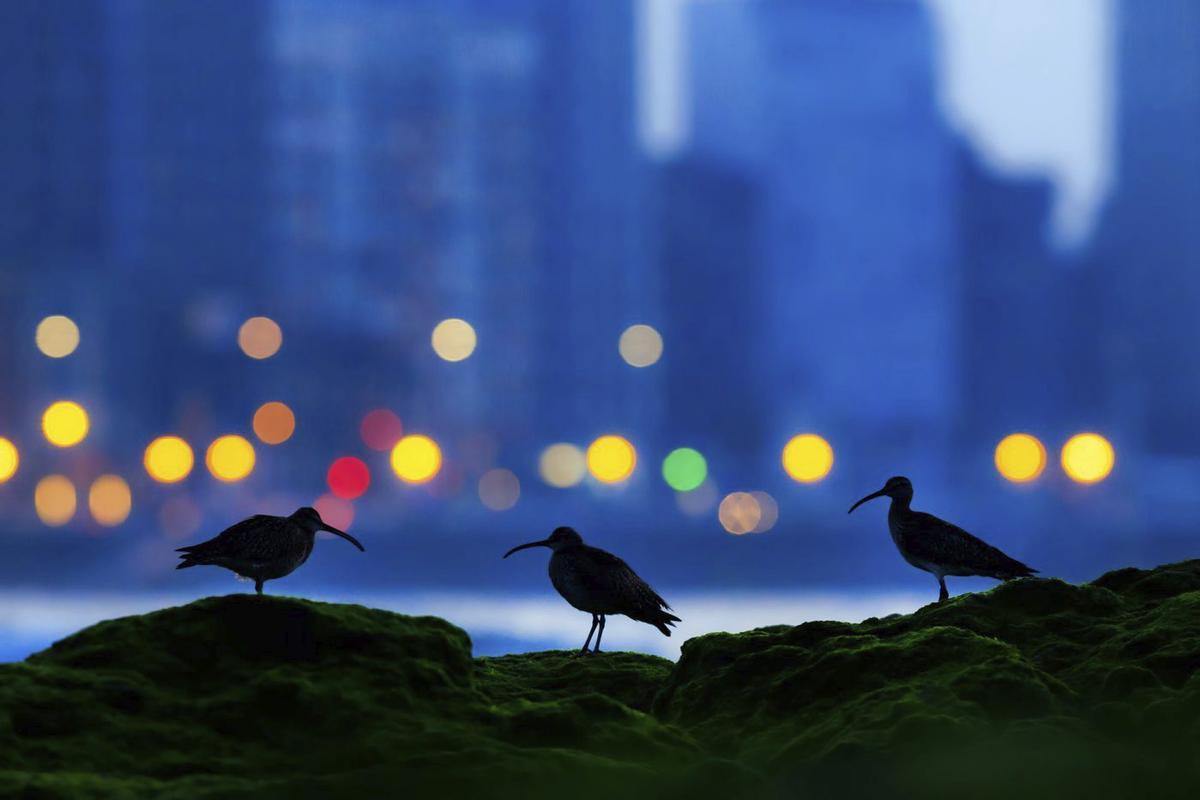 Tres zarapitos trinadores, en el pedrero del Piles, en Gijón.