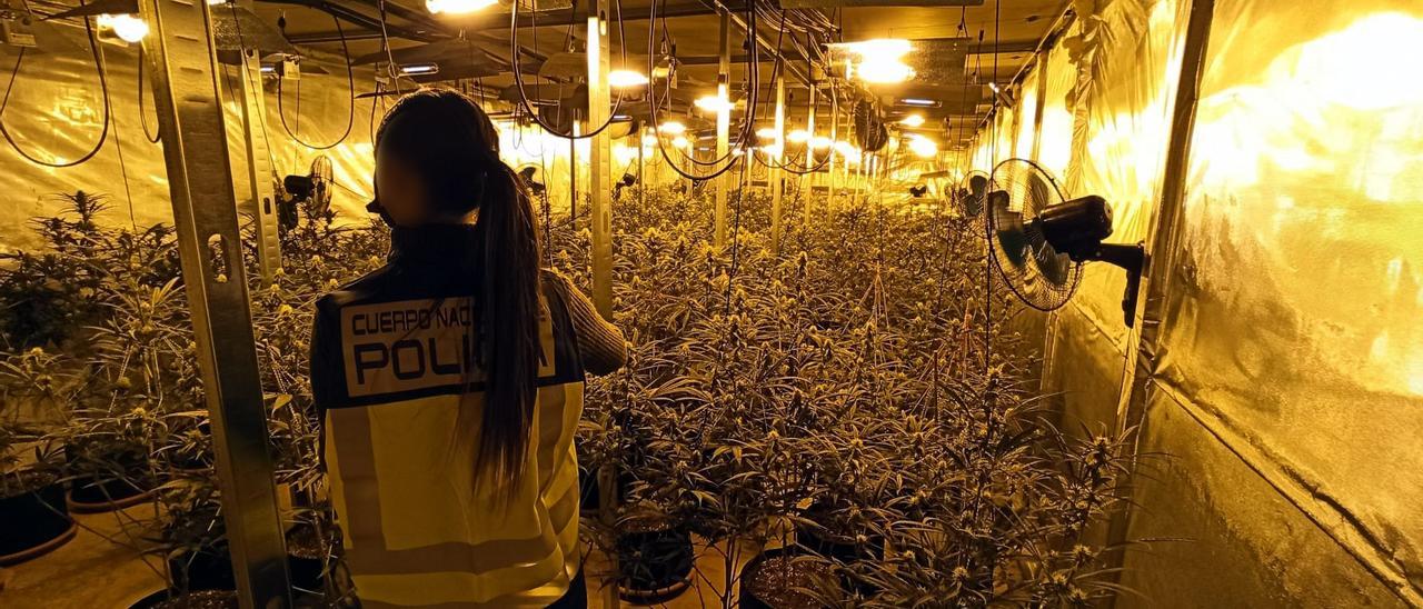 Una de las plantaciones de marihuana en Elche que fue descubierta por la Policía Nacional