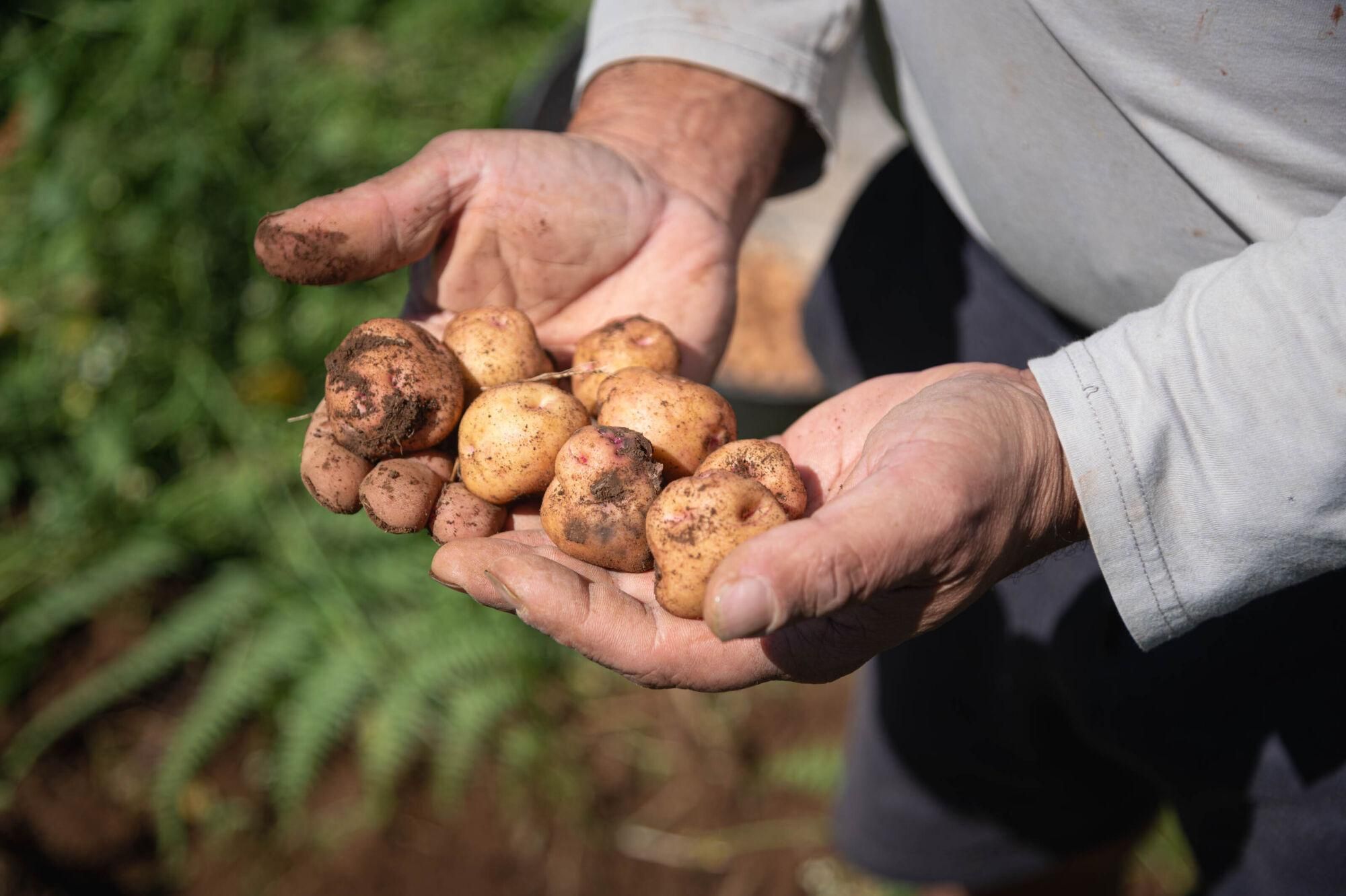 Finca de papas bonitas en Tenerife