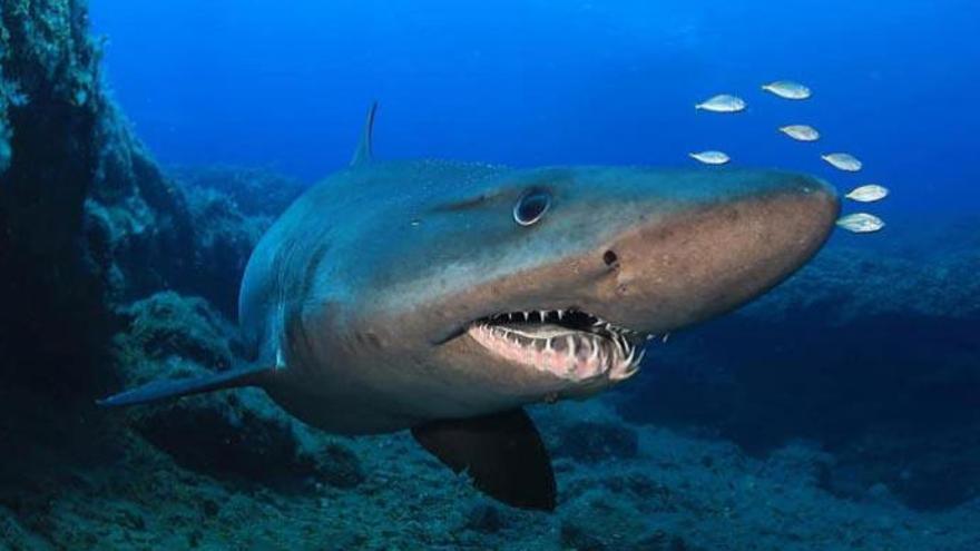 Un tiburón en aguas de Canarias