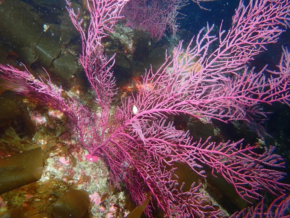 La vida submarina en A Coruña tras la cuarentena