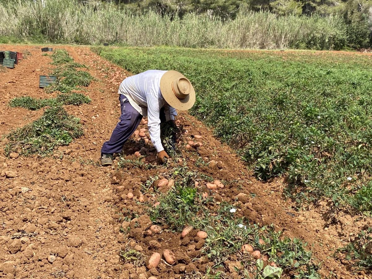 Un trabajador recogiendo patatas en un campo de Ibiza.