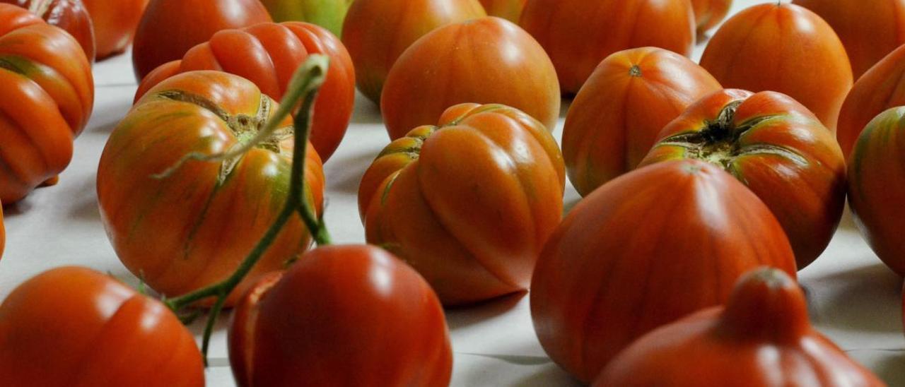 En búsqueda de los tomates con más sabor y resistentes a los virus