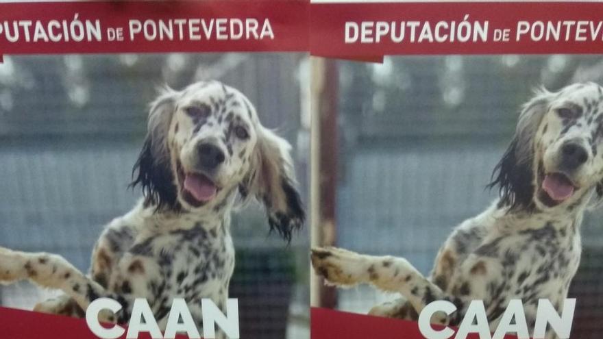 Los cuatro cachorros salvados de un contenedor en Vilanova de Arousa