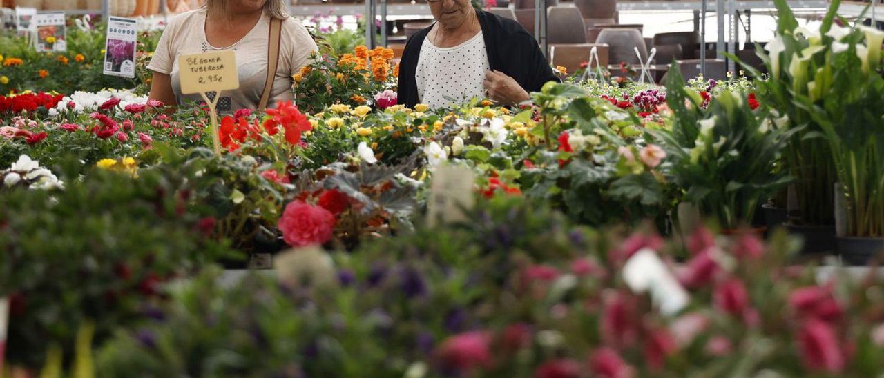 Galicia quiere ser líder de las plantas decorativas para Europa