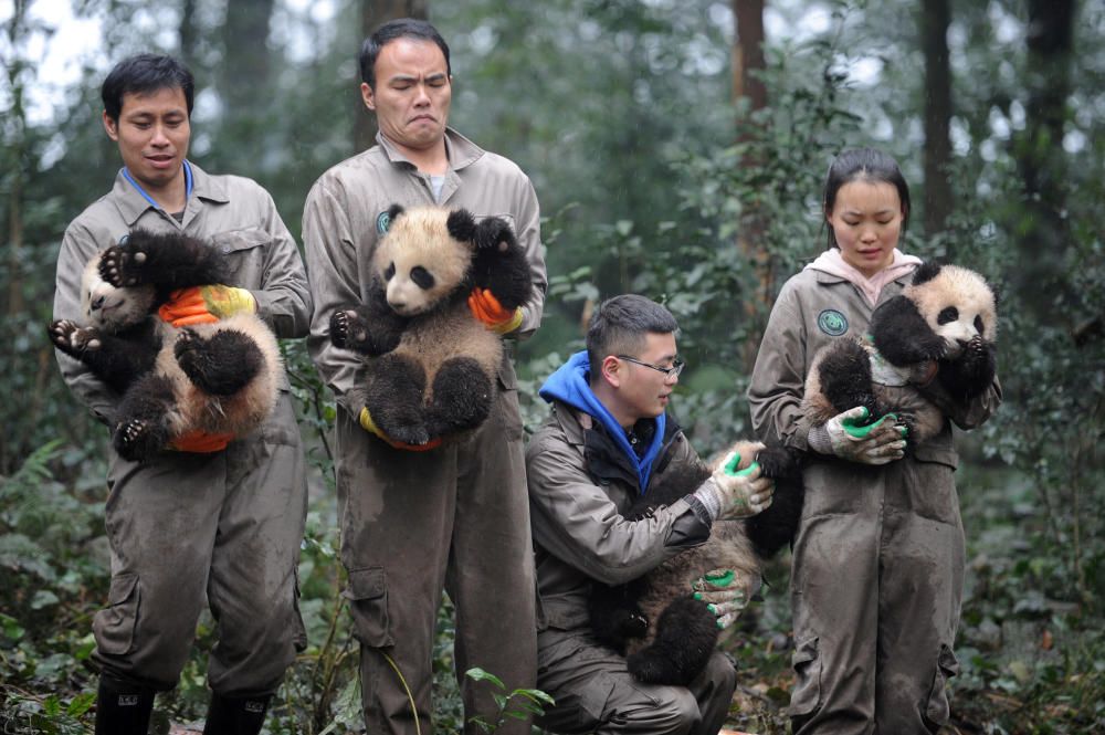Investigadores sostienen unas crías de panda gigante en un evento para celebrar el Año Nuevo chino en Ya'an, Sichuan, China.