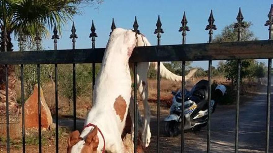 Los bomberos rescatan a una galga en Felanitx atrapada en lo alto de una valla metálica