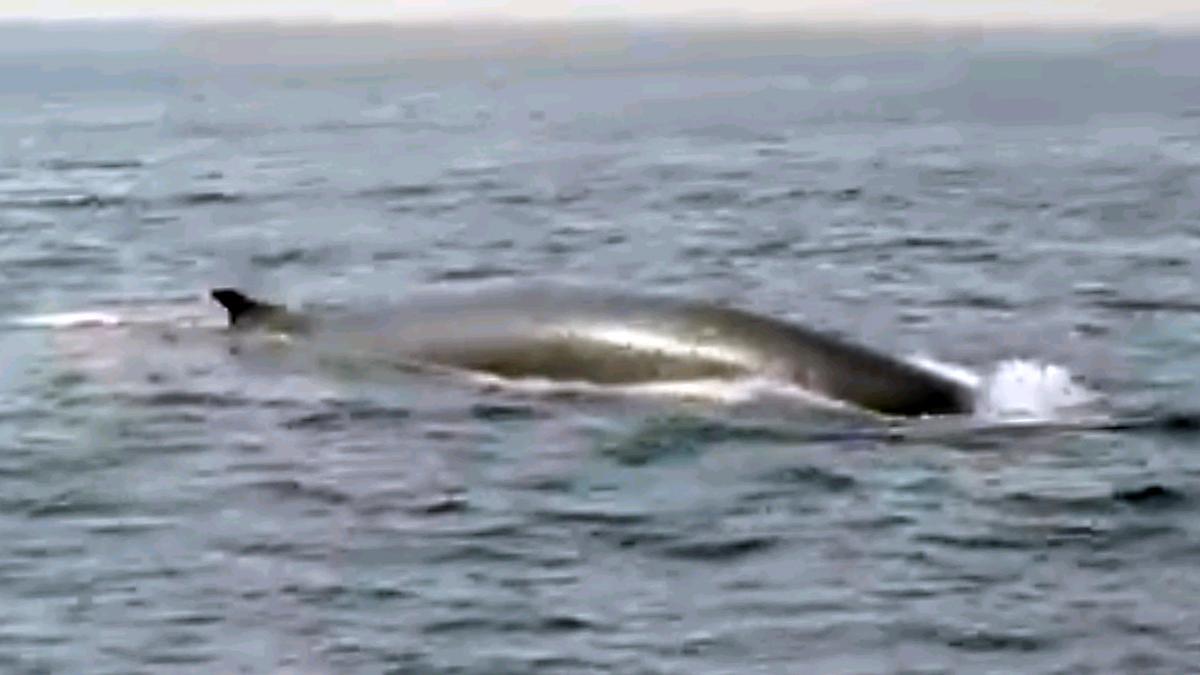 Los estudiosos de la @ACetacea  han observado este fin de semana las primeras ballenas de la temporada en la costa del Garraf.