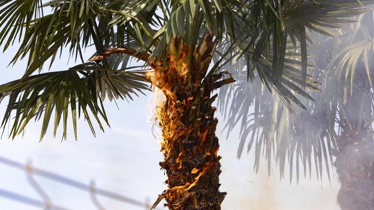 Así se ha encendido una palmera al inicio de la mascletá de Xàtiva