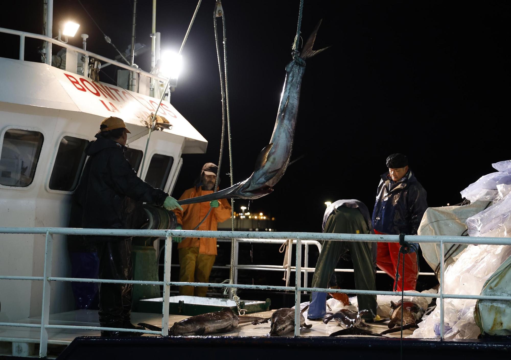 Pescadores descargan varios ejemplares de pez espada en el Puerto de Vigo.