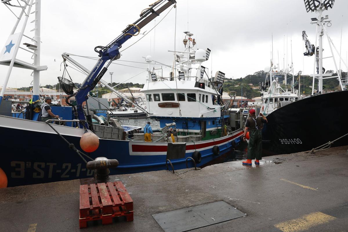 EN IMÁGENES: "Intensa y épica" descarga en Lonja Gijón: más de 65.000 cajas de bocarte y 550.000 kilos de pescado rulado
