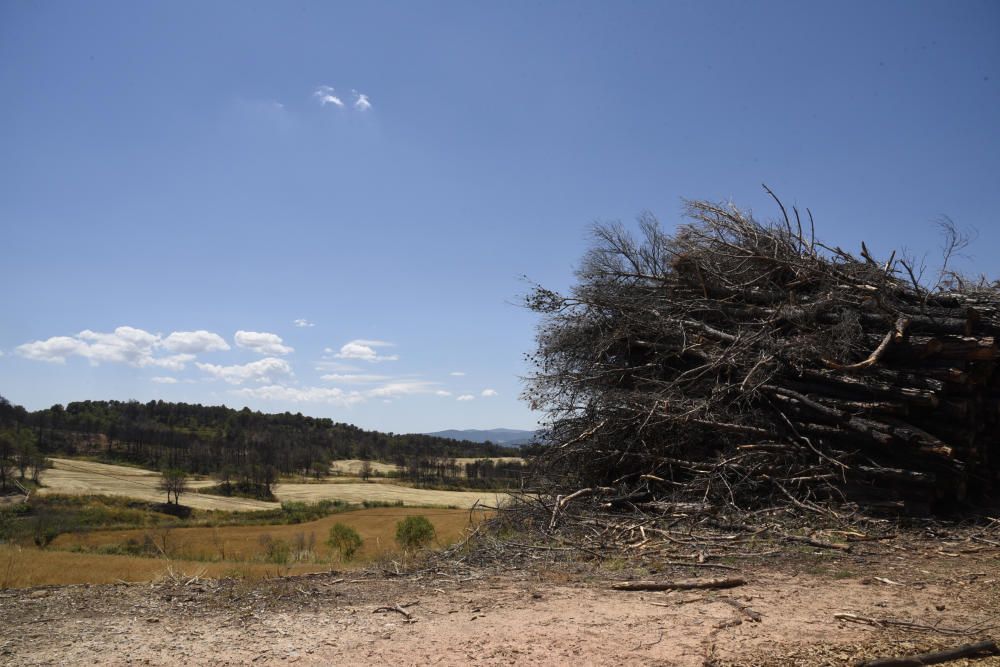 La zona afectada pel foc d'Òdena, un any després