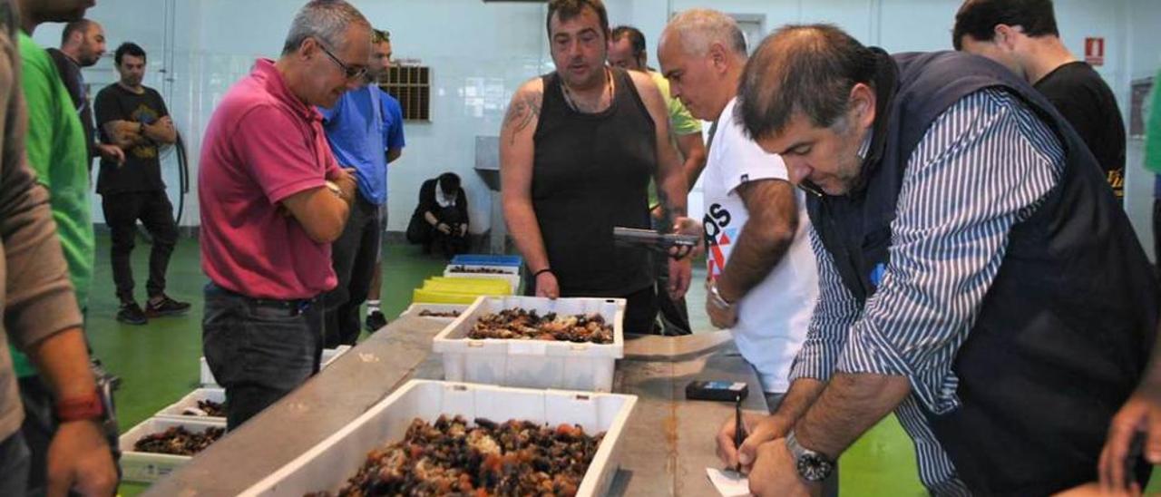 Compradores el pasado mes de octubre en una puja de percebes en Puerto de Vega.