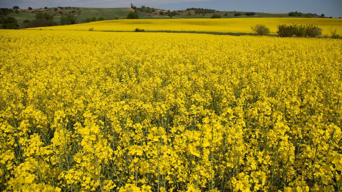 GALERÍA | La primavera tiñe de amarillo los campos de Zamora