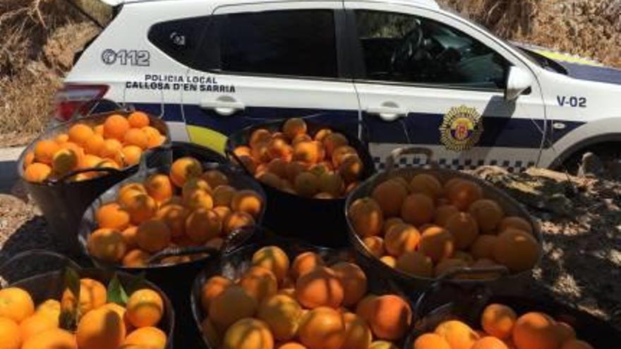 La Policía Local de Callosa aborta un robo de naranjas gracias a la colaboración de un vecino