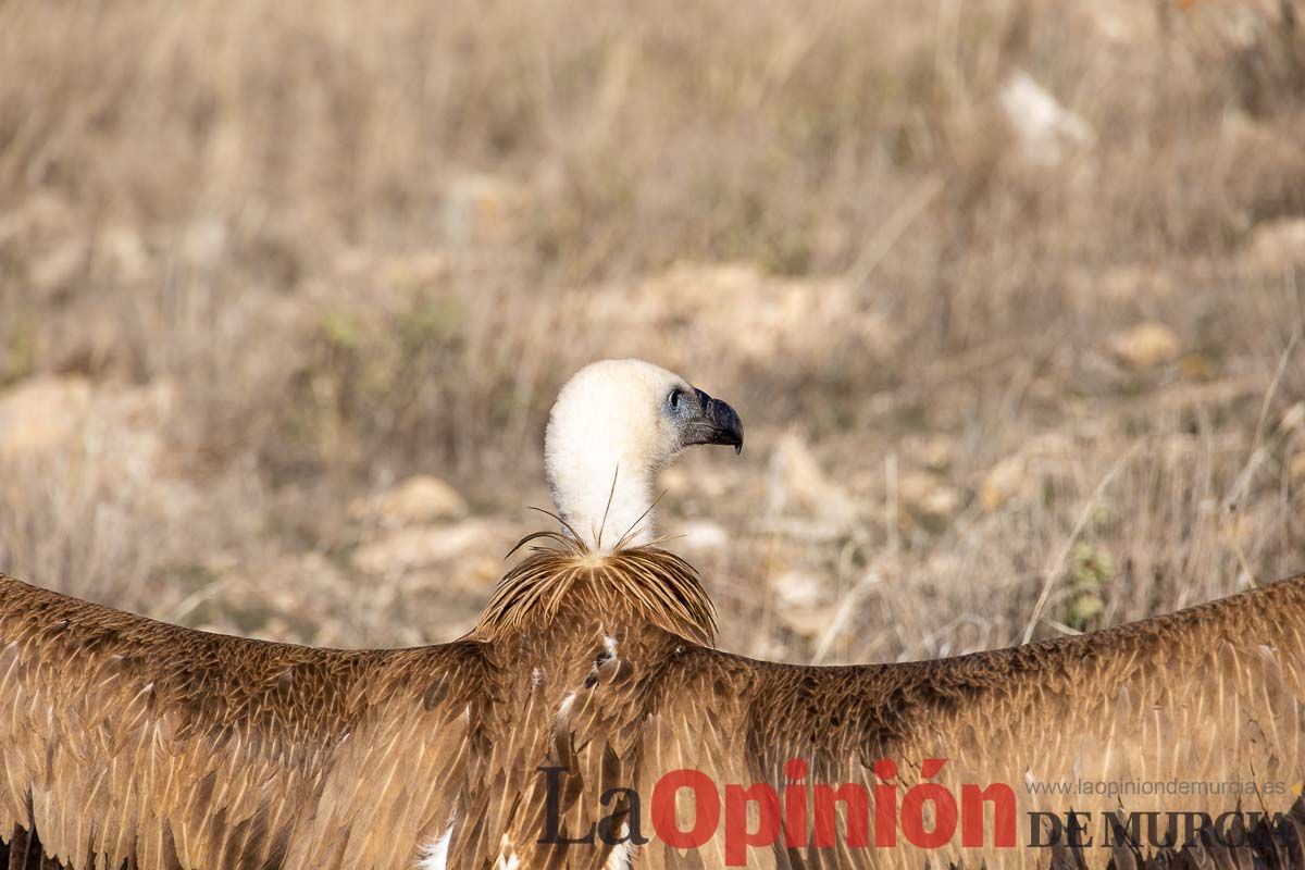 Suelta de dos buitres leonados en la Sierra de Mojantes en Caravaca