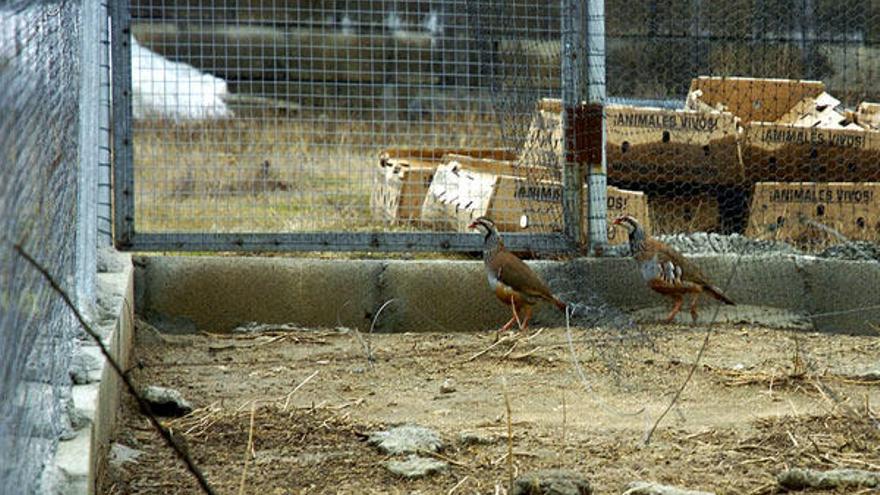 Los ladrones forzaron la malla para entrar en el recinto y robar los animales