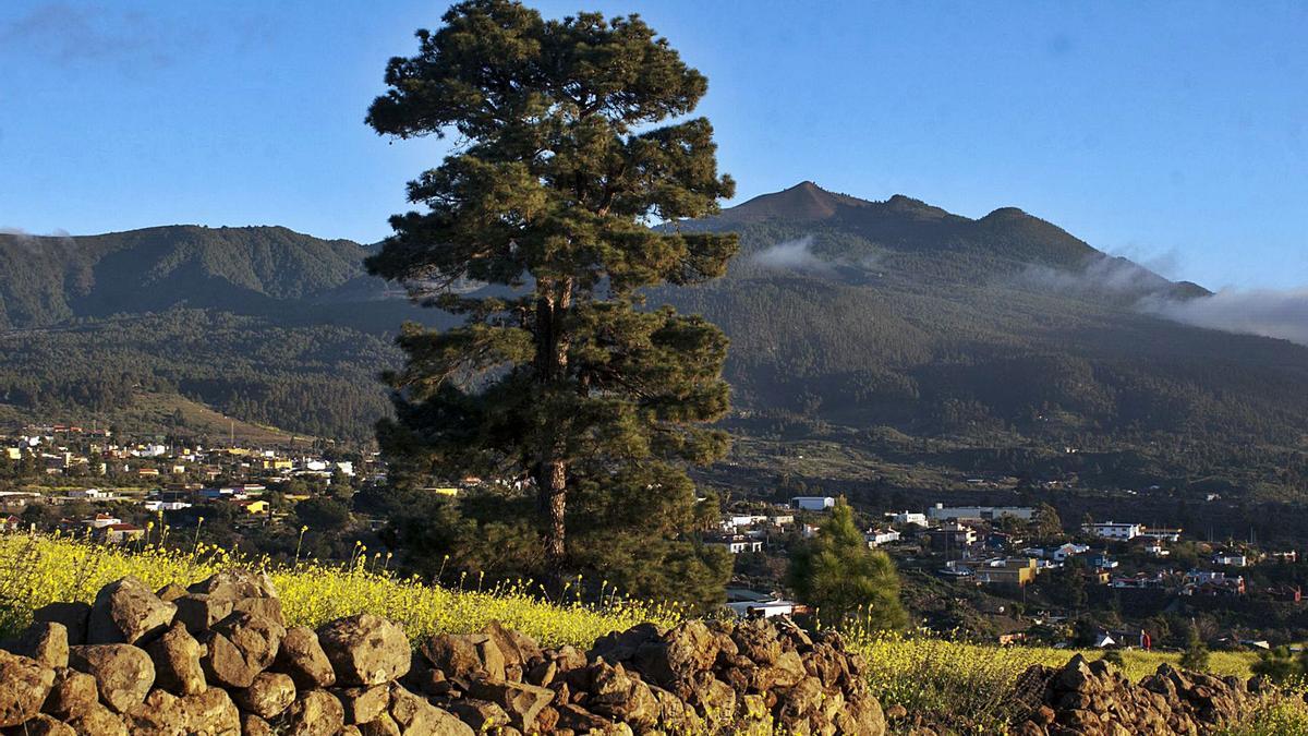 Panorámica en la que se puede apreciar al fondo de la imagen uno de los costados de la Caldera de Taburiente. | | E.D.