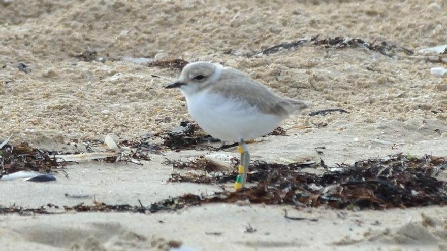 Pollo volantón de chorlitejo patinegro (Charadrius alexandrinus).