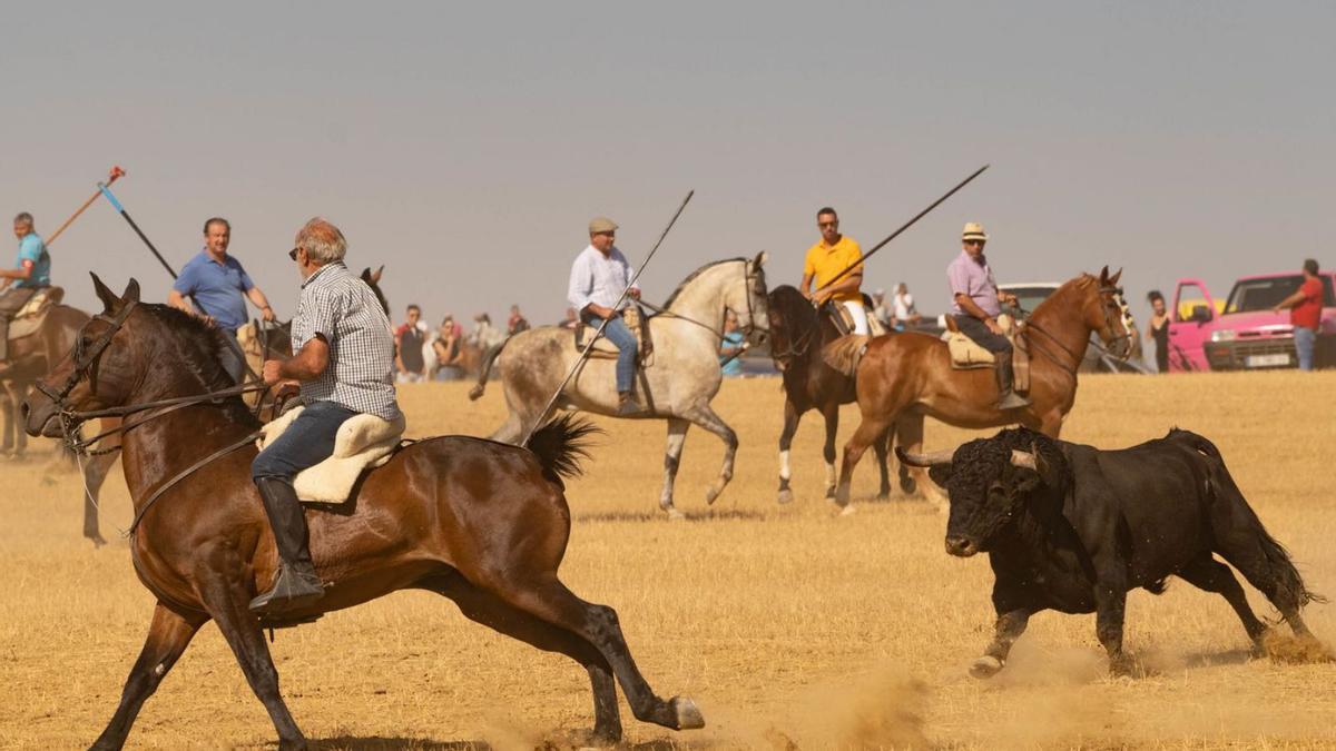 Uno de los toros durante el encierro de ayer de  Villalpando. | J. L. F.