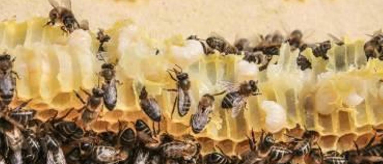 La producción de miel se ve también afectada.