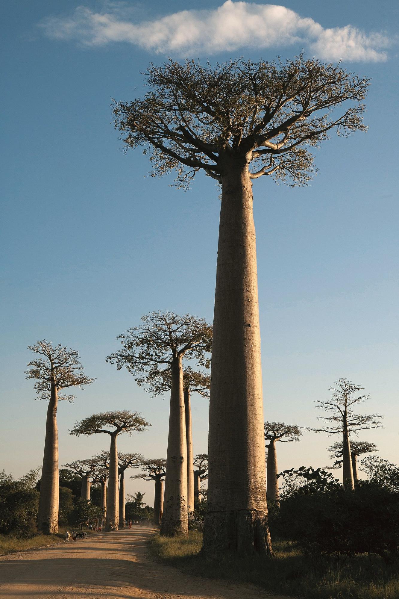 La famosa Avenida de los Baobabs en la región de Menabe.